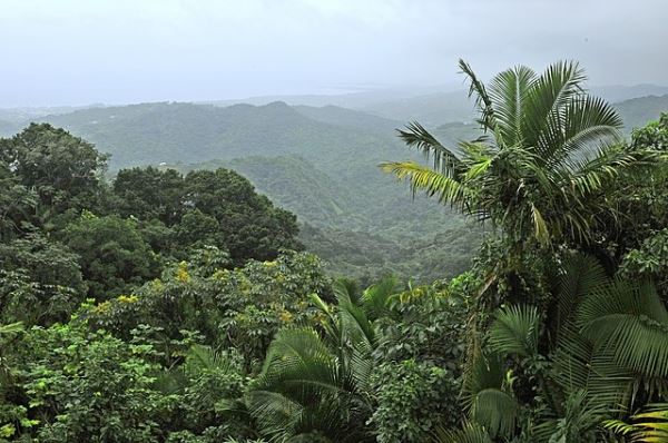 Встречи с инопланетянами в лесу Пуэрто-Рико 