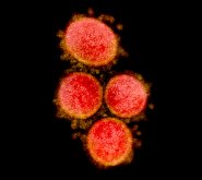 Ученые обнаружили, что COVID-19 научился обходить антитела
